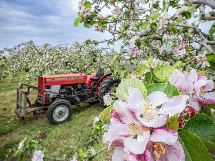 Apple blossom flowers at Long Meadow Cider in Co Armagh