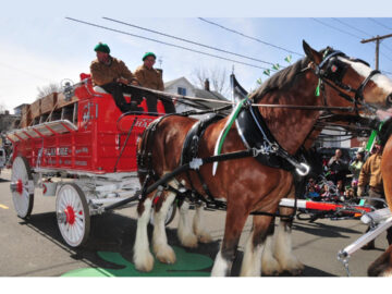 Holyoke Parade Clydesdales