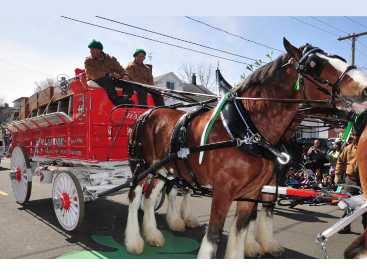 Holyoke Parade Clydesdales