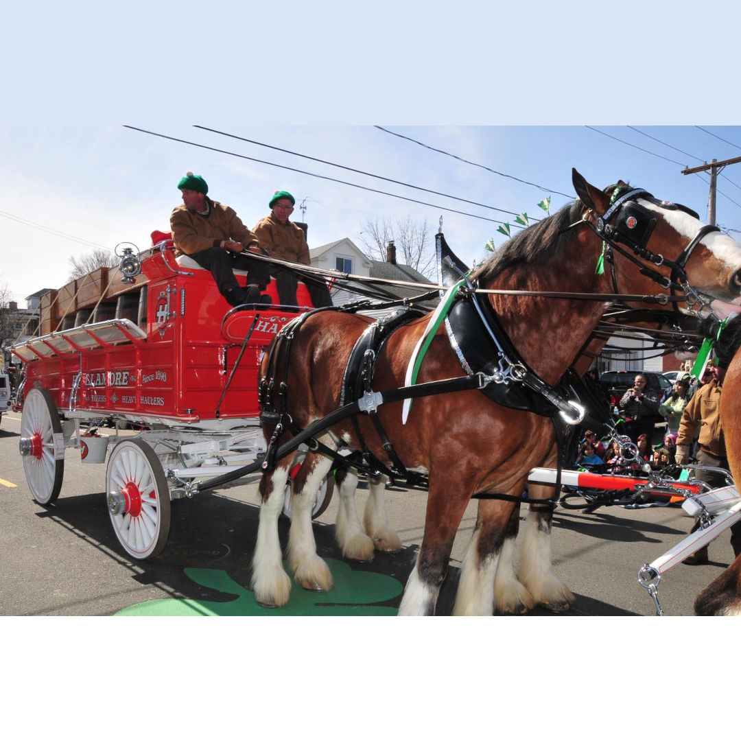 Holyoke Parade Clydesdales